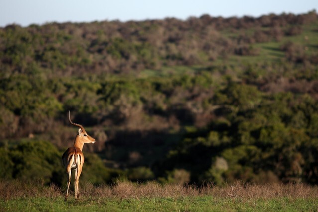 A portrait of a beautiful male impala ram.